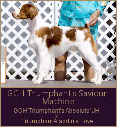 BIS BISS GCH Triumphant's Saviour Machine